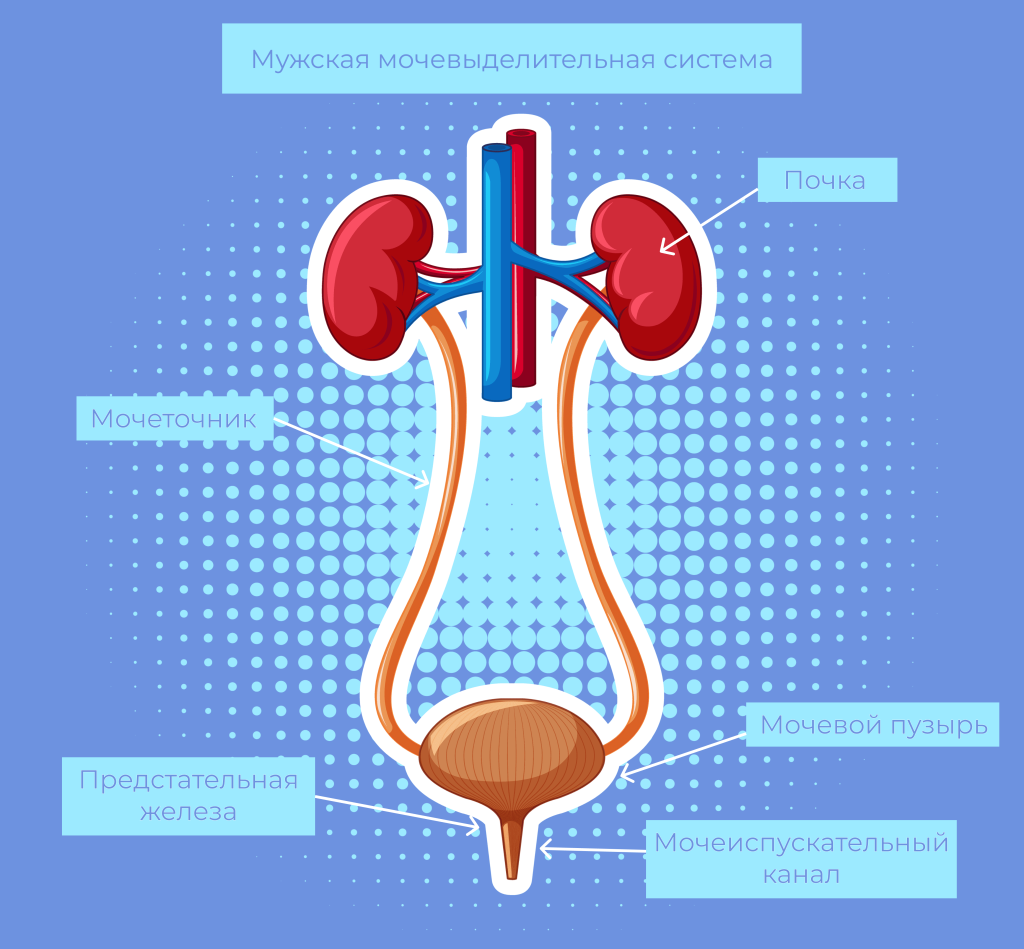 медосмотр член