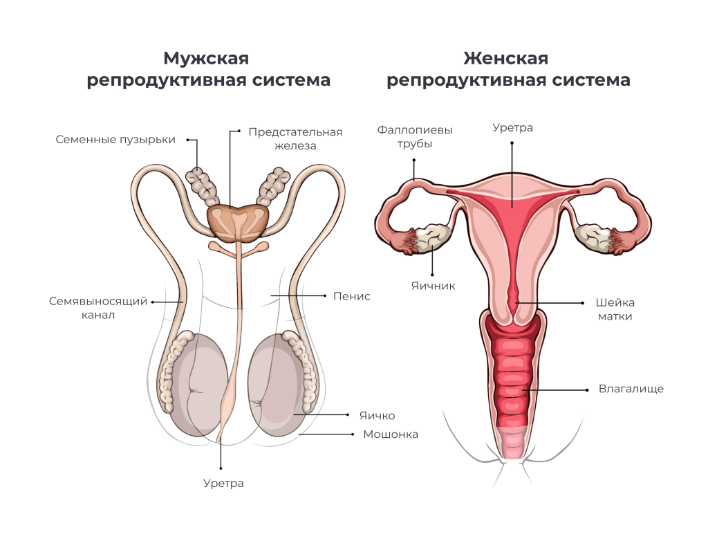 Уролог — кто это, что лечит и когда обратиться за помощью | Блог | Complimed