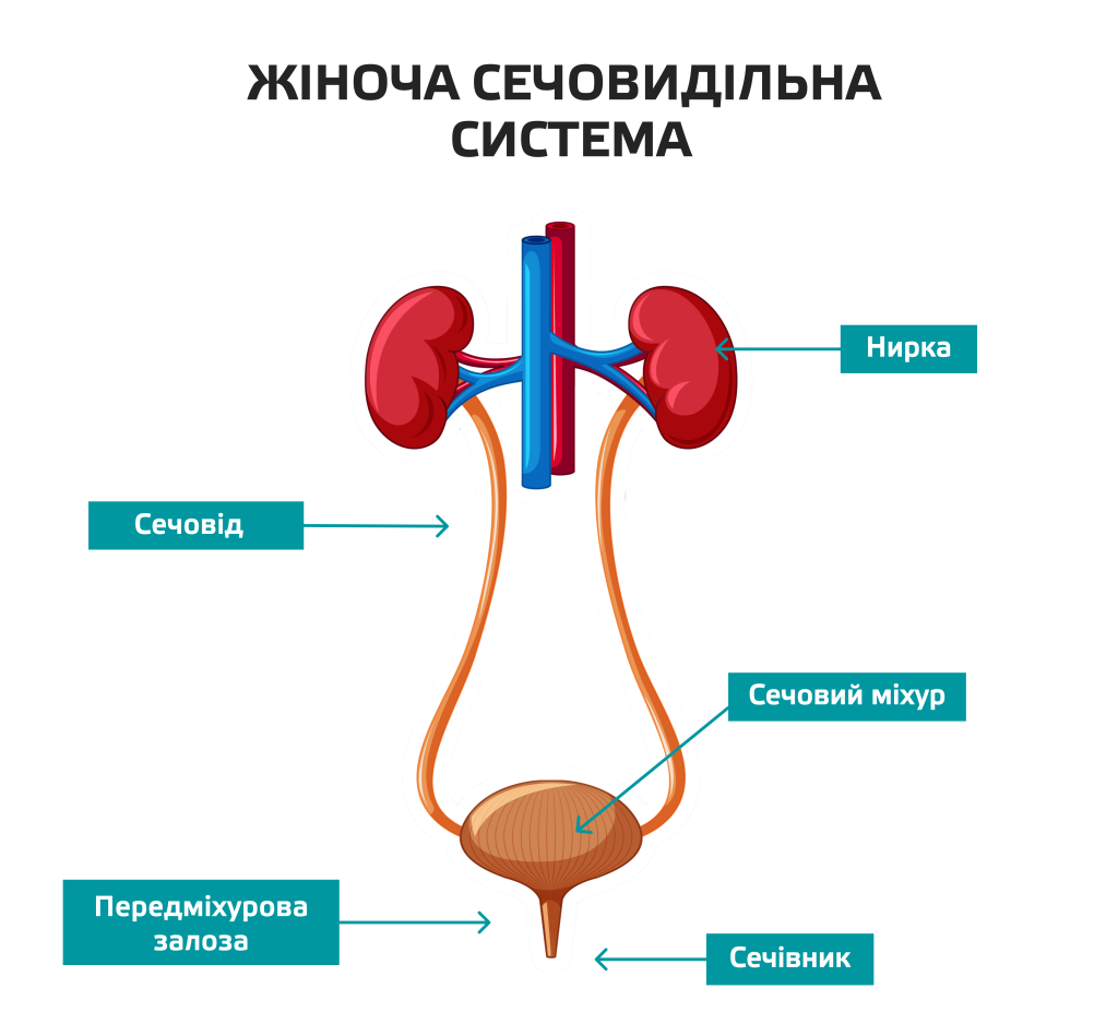 Цистит: что это, причины, симптомы, лечение | Блог | Complimed