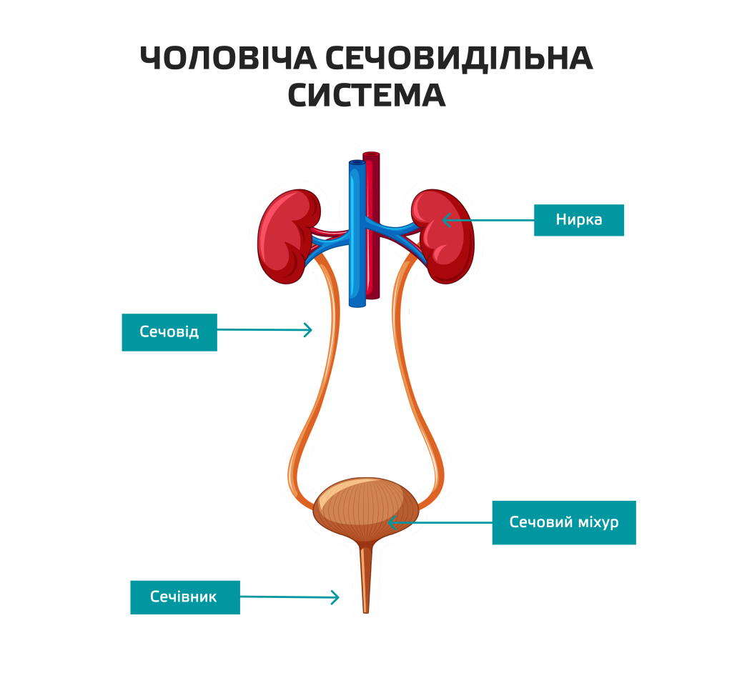 Цистит: что это, причины, симптомы, лечение | Блог | Complimed